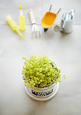 포토 JPG 스튜디오촬영 식물 화분 자연 실내 사람없음 아웃포커스 물뿌리개 원예 갈고리 싱그러움 영양제 원예용품 국내포토 생활용품 촬영기법 취미 내부 약 생태계 파일형식