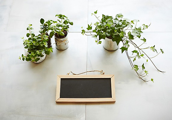 포토 JPG 스튜디오촬영 식물 화분 자연 알림판 실내 사람없음 자연보호 그린캠페인 재활용 캔 원예 아이비 싱그러움 업사이클링 국내포토 캠페인 취미 내부 보호 친환경 생태계 파일형식