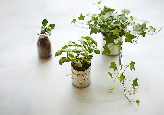 포토 JPG 스튜디오촬영 식물 화분 자연 실내 사람없음 자연보호 그린캠페인 재활용 캔 원예 아이비 싱그러움 업사이클링 국내포토 캠페인 취미 내부 보호 친환경 생태계 파일형식