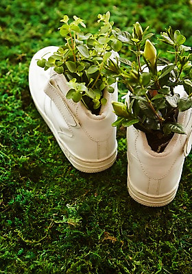 포토 JPG 식물 운동화 자연 실내 이끼 사람없음 원예 싱그러움 국내포토 신발 취미 내부 생태계 파일형식