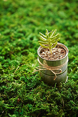 포토 JPG 식물 자연 실내 이끼 사람없음 자연보호 그린캠페인 재활용 캔 원예 다육식물 싱그러움 업사이클링 국내포토 캠페인 취미 내부 보호 친환경 생태계 파일형식