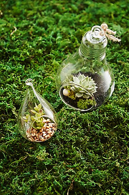 포토 JPG 식물 화분 자연 실내 이끼 사람없음 원예 다육식물 싱그러움 유리화분 전구모양 국내포토 모양 전구 취미 내부 생태계 파일형식