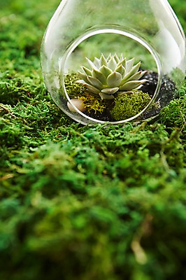 포토 JPG 식물 화분 자연 실내 이끼 사람없음 원예 다육식물 싱그러움 유리화분 국내포토 취미 내부 생태계 파일형식