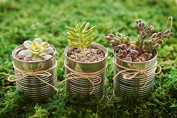 포토 JPG 식물 자연 실내 이끼 사람없음 아웃포커스 자연보호 그린캠페인 재활용 캔 원예 노끈 다육식물 싱그러움 업사이클링 국내포토 줄 캠페인 촬영기법 취미 내부 보호 친환경 생태계 파일형식