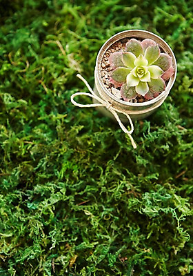 포토 JPG 식물 자연 실내 이끼 사람없음 하이앵글 자연보호 그린캠페인 재활용 캔 원예 다육식물 싱그러움 업사이클링 국내포토 캠페인 뷰포인트 취미 내부 보호 친환경 생태계 파일형식