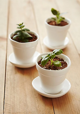 포토 JPG 스튜디오촬영 식물 화분 자연 실내 사람없음 아웃포커스 원예 미니화분 싱그러움 국내포토 촬영기법 취미 내부 생태계 파일형식