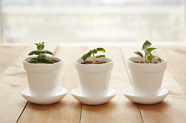 포토 JPG 스튜디오촬영 식물 화분 자연 실내 사람없음 아웃포커스 원예 나무판자 미니화분 싱그러움 국내포토 촬영기법 취미 내부 목재 생태계 파일형식