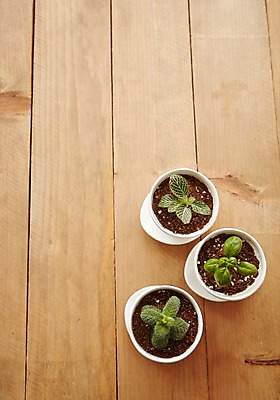 포토 JPG 스튜디오촬영 식물 화분 자연 실내 사람없음 하이앵글 원예 나무판자 미니화분 싱그러움 국내포토 뷰포인트 취미 내부 목재 생태계 파일형식