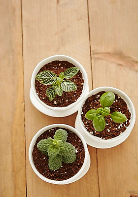 포토 JPG 스튜디오촬영 식물 화분 자연 실내 사람없음 하이앵글 원예 나무판자 미니화분 싱그러움 국내포토 뷰포인트 취미 내부 목재 생태계 파일형식