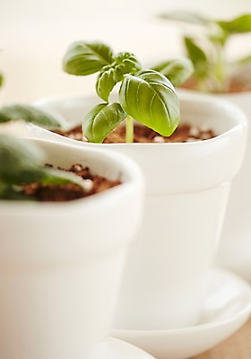 포토 JPG 스튜디오촬영 식물 화분 자연 실내 근접촬영 사람없음 원예 미니화분 싱그러움 국내포토 뷰포인트 취미 내부 생태계 파일형식