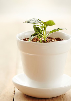 포토 JPG 스튜디오촬영 식물 화분 자연 실내 사람없음 원예 미니화분 싱그러움 국내포토 취미 내부 생태계 파일형식