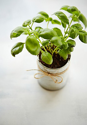 포토 JPG 스튜디오촬영 식물 화분 자연 실내 사람없음 자연보호 그린캠페인 재활용 캔 원예 싱그러움 업사이클링 국내포토 캠페인 취미 내부 보호 친환경 생태계 파일형식