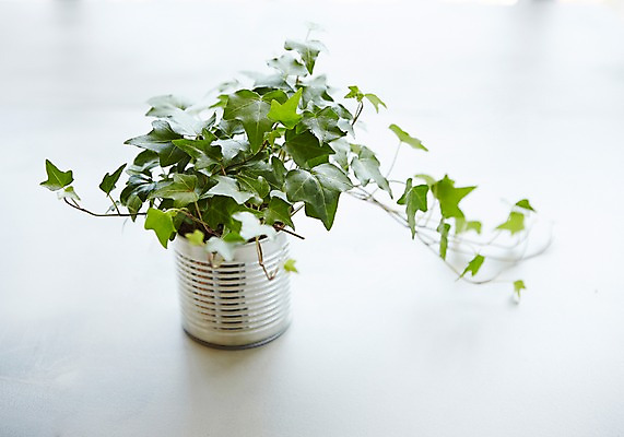 포토 JPG 스튜디오촬영 식물 화분 자연 실내 사람없음 자연보호 그린캠페인 재활용 캔 원예 아이비 미니화분 싱그러움 업사이클링 국내포토 캠페인 취미 내부 보호 친환경 생태계 파일형식