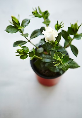 포토 JPG 스튜디오촬영 식물 화분 자연 실내 사람없음 원예 싱그러움 치자 치자꽃 치자나무 국내포토 나무 꽃 취미 내부 한약재 생태계 파일형식