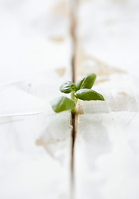 포토 JPG 스튜디오촬영 식물 자연 실내 사람없음 새싹 틈 원예 싱그러움 국내포토 취미 내부 생태계 파일형식