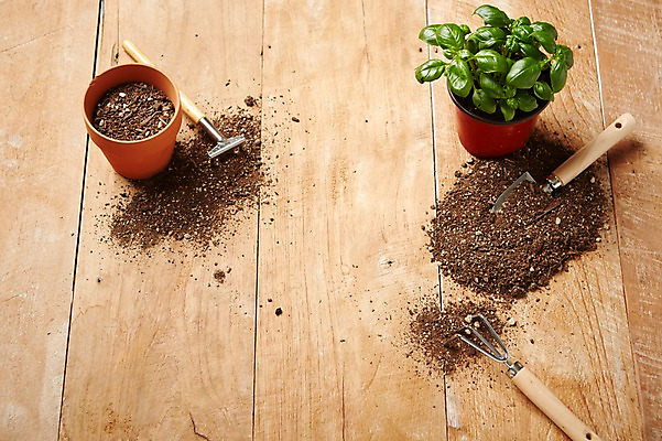 포토 JPG 스튜디오촬영 식물 화분 자연 실내 사람없음 모종삽 원예 나무판자 갈고리 배양토 싱그러움 국내포토 취미 내부 목재 흙 삽 생태계 파일형식