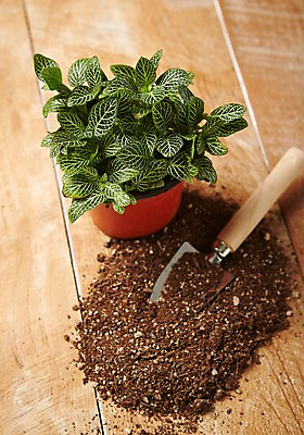 포토 JPG 스튜디오촬영 식물 화분 자연 실내 사람없음 모종삽 원예 나무판자 배양토 싱그러움 국내포토 취미 내부 목재 흙 삽 생태계 파일형식