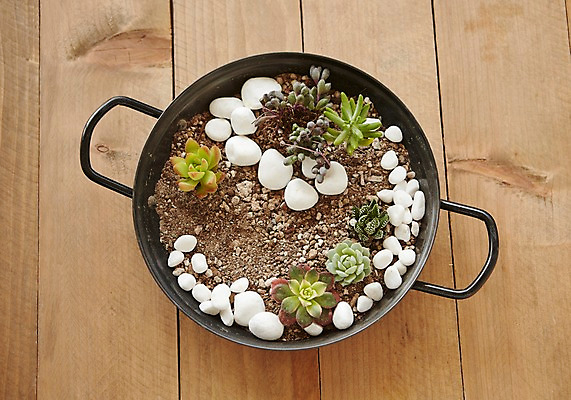 포토 JPG 스튜디오촬영 식물 자연 실내 사람없음 돌_바위 냄비 원예 다육식물 싱그러움 국내포토 취미 내부 솥 생태계 파일형식