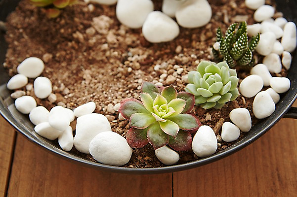 포토 JPG 스튜디오촬영 식물 자연 실내 사람없음 흙 돌_바위 냄비 원예 다육식물 싱그러움 국내포토 취미 내부 솥 생태계 파일형식