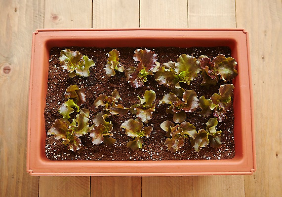 포토 JPG 스튜디오촬영 식물 화분 자연 실내 사람없음 상추 원예 배양토 싱그러움 국내포토 채소 취미 내부 흙 생태계 파일형식