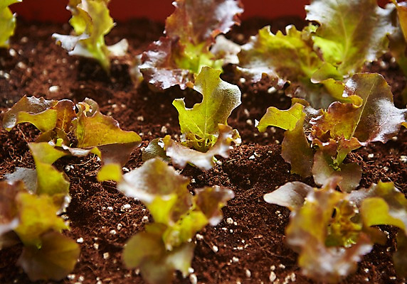 포토 JPG 식물 자연 근접촬영 사람없음 야외 상추 원예 배양토 싱그러움 국내포토 뷰포인트 채소 취미 흙 생태계 파일형식