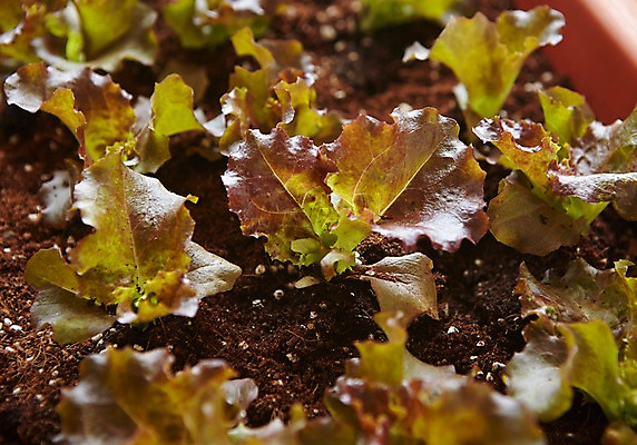 포토 JPG 식물 자연 근접촬영 사람없음 야외 상추 원예 배양토 싱그러움 국내포토 뷰포인트 채소 취미 흙 생태계 파일형식