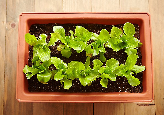 포토 JPG 스튜디오촬영 식물 화분 자연 실내 사람없음 상추 원예 싱그러움 쌈채소 국내포토 채소 취미 내부 생태계 파일형식