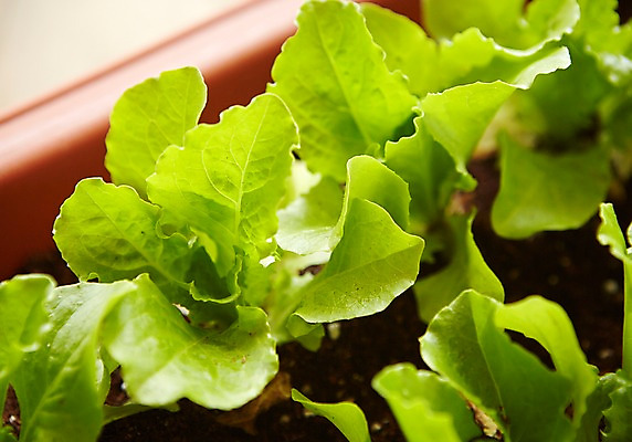 포토 JPG 식물 화분 자연 근접촬영 사람없음 야외 상추 원예 싱그러움 쌈채소 국내포토 뷰포인트 채소 취미 생태계 파일형식