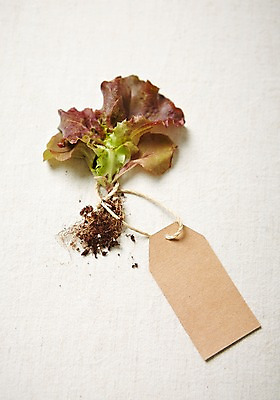 포토 JPG 스튜디오촬영 식물 자연 실내 사람없음 라벨 상추 원예 노끈 모종 싱그러움 국내포토 줄 채소 프레임 취미 내부 생태계 파일형식