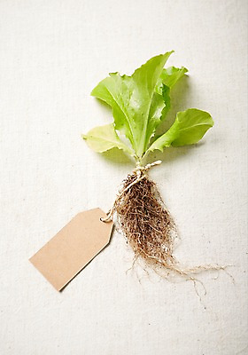 포토 JPG 스튜디오촬영 식물 자연 실내 사람없음 라벨 상추 원예 모종 싱그러움 국내포토 채소 프레임 취미 내부 생태계 파일형식