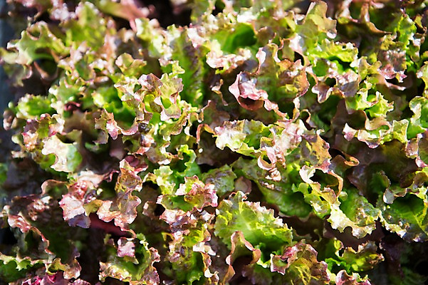 포토 JPG 주간 식물 자연 사람없음 야외 상추 원예 상추밭 싱그러움 국내포토 자연요소 밭 채소 취미 생태계 파일형식