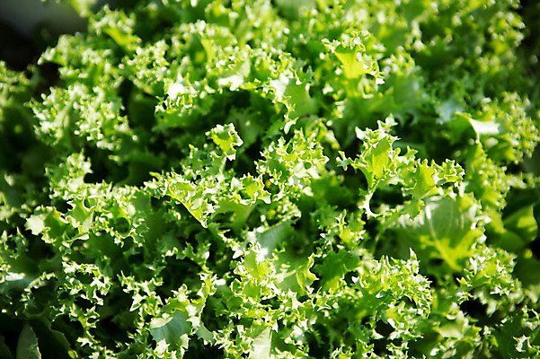 포토 JPG 주간 식물 자연 사람없음 야외 상추 원예 싱그러움 쌈채소 국내포토 자연요소 채소 취미 생태계 파일형식