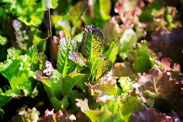 포토 JPG 주간 식물 자연 사람없음 야외 상추 원예 싱그러움 쌈채소 국내포토 자연요소 채소 취미 생태계 파일형식
