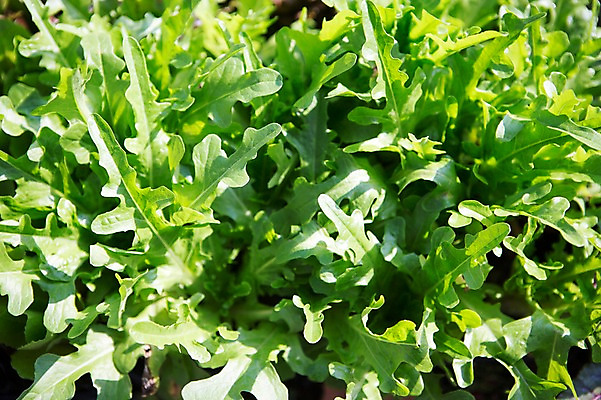 포토 JPG 주간 식물 자연 사람없음 야외 원예 싱그러움 쌈채소 국내포토 자연요소 채소 취미 생태계 파일형식