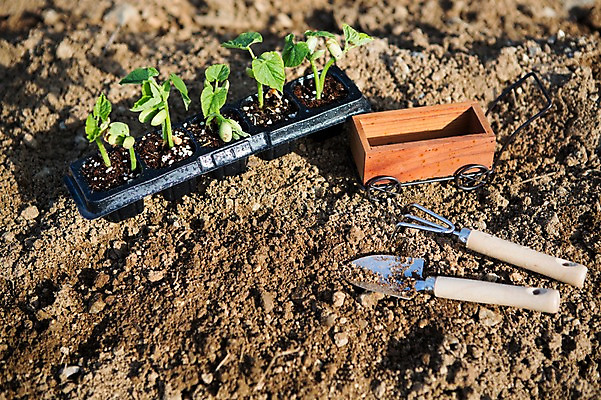 포토 JPG 주간 식물 자연 사람없음 야외 흙 수레 모종삽 원예 모종 싱그러움 국내포토 자연요소 취미 카트 삽 생태계 파일형식