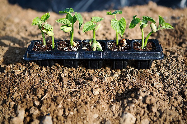 포토 JPG 주간 식물 자연 사람없음 야외 흙 원예 모종 싱그러움 국내포토 자연요소 취미 생태계 파일형식
