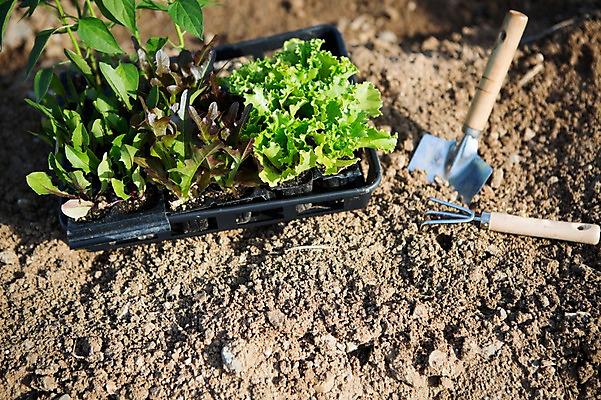포토 JPG 주간 식물 자연 사람없음 야외 흙 상추 모종삽 원예 갈고리 싱그러움 쌈채소 국내포토 자연요소 채소 취미 삽 생태계 파일형식