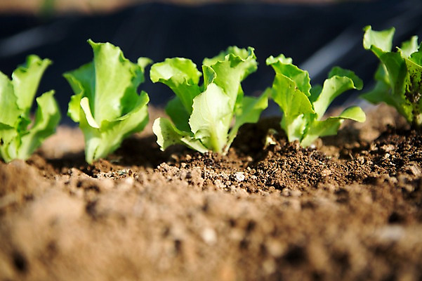 포토 JPG 주간 식물 자연 사람없음 야외 흙 상추 원예 싱그러움 국내포토 자연요소 채소 취미 생태계 파일형식