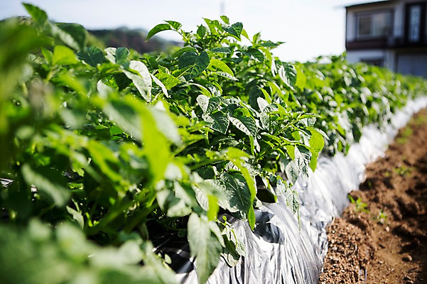 포토 JPG 주간 식물 채소 자연 사람없음 야외 흙 원예 싱그러움 국내포토 자연요소 취미 생태계 파일형식