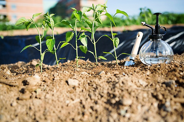 포토 JPG 주간 식물 채소 자연 사람없음 야외 흙 모종삽 원예 분무기 싱그러움 국내포토 자연요소 취미 삽 생태계 파일형식