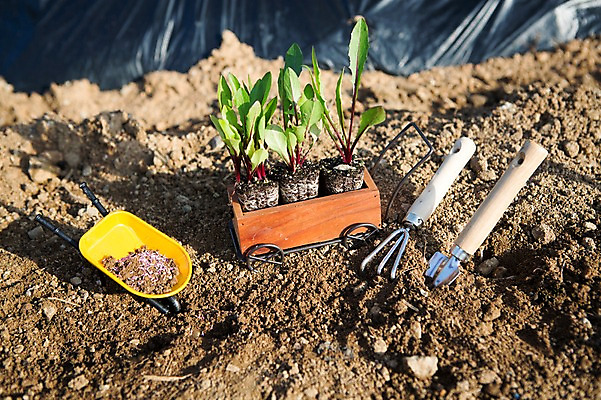 포토 JPG 주간 식물 자연 사람없음 야외 흙 수레 모종삽 원예 갈고리 모종 싱그러움 국내포토 자연요소 취미 카트 삽 생태계 파일형식