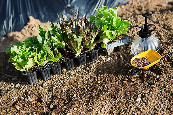 포토 JPG 주간 식물 채소 자연 사람없음 야외 흙 수레 원예 분무기 모종 싱그러움 국내포토 자연요소 취미 카트 생태계 파일형식