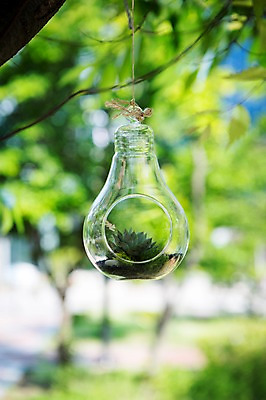 포토 JPG 주간 나무 식물 화분 자연 사람없음 야외 원예 다육식물 싱그러움 유리화분 전구모양 행잉플랜트 국내포토 자연요소 모양 전구 취미 생태계 파일형식