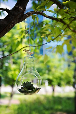 포토 JPG 주간 나무 식물 화분 자연 사람없음 야외 원예 다육식물 싱그러움 유리화분 전구모양 행잉플랜트 국내포토 자연요소 모양 전구 취미 생태계 파일형식