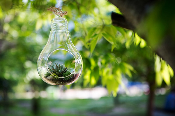 포토 JPG 주간 나무 식물 화분 자연 사람없음 야외 원예 다육식물 싱그러움 유리화분 전구모양 행잉플랜트 국내포토 자연요소 모양 전구 취미 생태계 파일형식