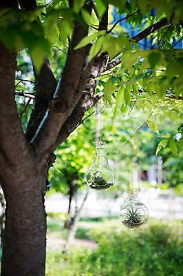 포토 JPG 주간 나무 식물 화분 자연 사람없음 야외 원예 다육식물 싱그러움 유리화분 전구모양 행잉플랜트 국내포토 자연요소 모양 전구 취미 생태계 파일형식