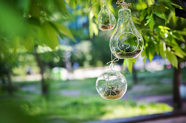 포토 JPG 주간 나무 식물 화분 자연 사람없음 야외 원예 다육식물 싱그러움 유리화분 전구모양 행잉플랜트 국내포토 자연요소 모양 전구 취미 생태계 파일형식