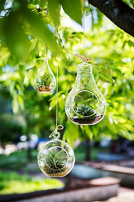 포토 JPG 주간 나무 식물 화분 자연 사람없음 야외 원예 다육식물 싱그러움 유리화분 전구모양 행잉플랜트 국내포토 자연요소 모양 전구 취미 생태계 파일형식