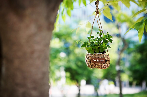 포토 JPG 주간 나무 식물 화분 자연 사람없음 야외 원예 싱그러움 행잉플랜트 국내포토 자연요소 취미 생태계 파일형식