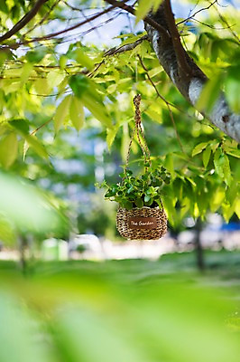 포토 JPG 주간 나무 식물 화분 자연 사람없음 야외 원예 싱그러움 행잉플랜트 국내포토 자연요소 취미 생태계 파일형식
